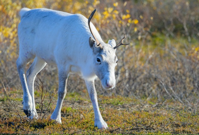 Ну, каков красавец ❤
Фото: Олег Кулябин