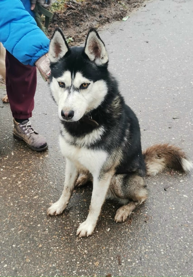 Вот такой хасеныш бегает по Колычеву второй день. Прид?...