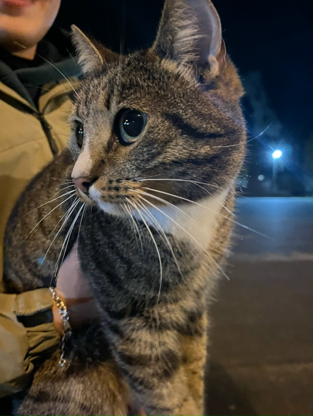 чья потеряшка? обитает в районе дк