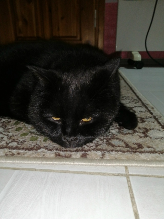 Мои любимые ребятушки!
Бесподобные котики и собачки!
?...