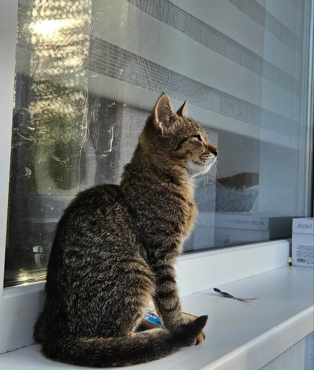 Отдам в добрые руки котят
Мы ищем ответственных и любя...