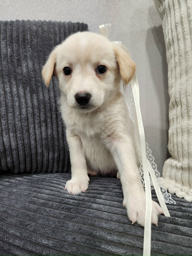 САМЫХ ЛЮБЯЩИХ И ОТВЕТСТВЕННЫХ РОДИТЕЛЕЙ ИЩЕМ ДЛЯ МАЛЕ?...