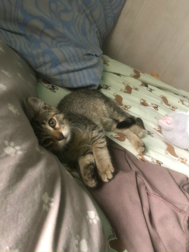 Потерялся кот!!
Мальчик кличка кокос
Пропал на улице пе...