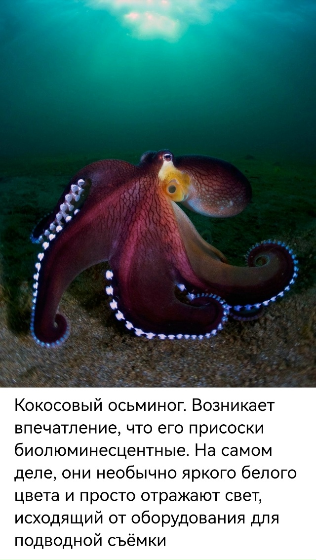 НАША ПЛАНЕТА 🌔...