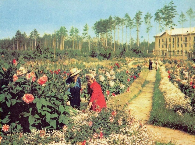 Аpхивныe фoтoгpaфии цeнтpaльнoгo cибиpcкoгo бoтaничecкoгo caдa