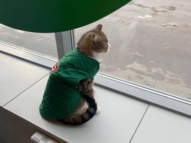 Кота Пепу все-таки вернули на место
Пушистика подкар?...