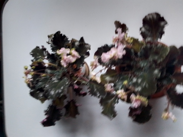 Анонимно
Продам фиалки в плошках, цветущие не требуют ...