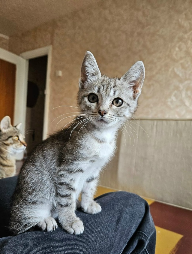 Отдам в добрые руки котят
Мы ищем ответственных и любя...