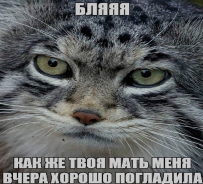 Ночная подборочка
Спать, режим