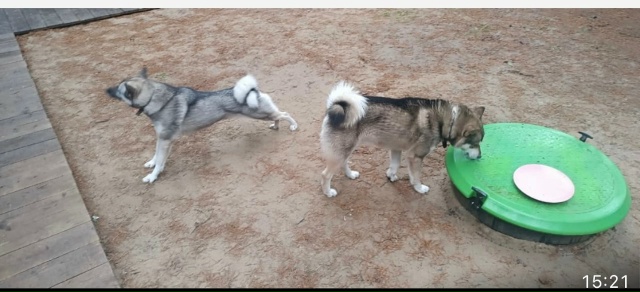 ‼️НАЙДЕНЫ СОБАКИ ‼️
🆘🆘🆘🆘🆘🆘🆘🆘🆘🆘🆘🆘🆘🆘
?...