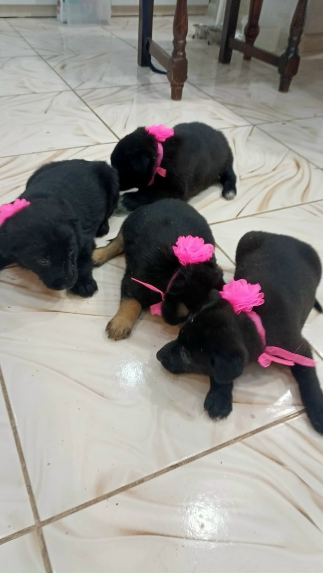 Отдам в хорошие руки щенков, 4 девочки, 2 мальчика, возра...