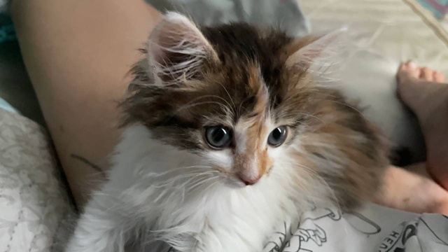 Пропал котенок,улица фонтанная,кто увидит позвоните п?...