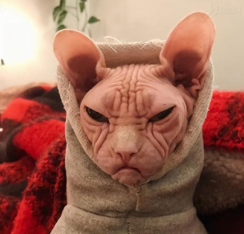 Сегодня отмечается День ворчуна
Буквально твой день