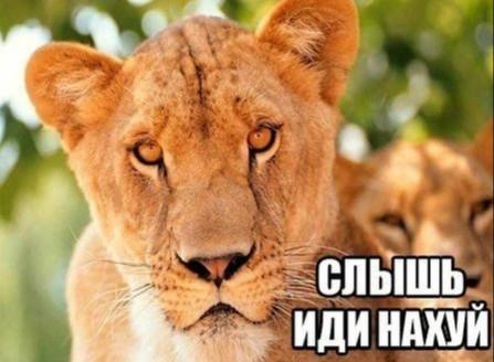 Сегодня отмечается Всемирный день мемов.
Показываю мой самый любимый за всю жизнь