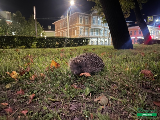 Петергофский ёжик!