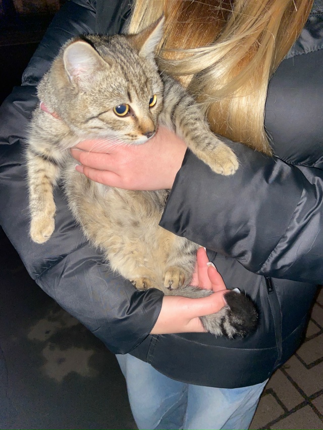 чей котенок 3-4 месяца , нашли около симбы , сытый, домашн...