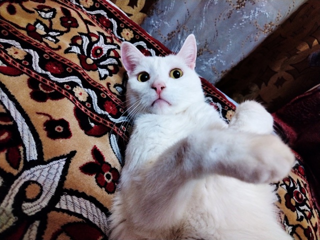 Беляшик Симба 😺