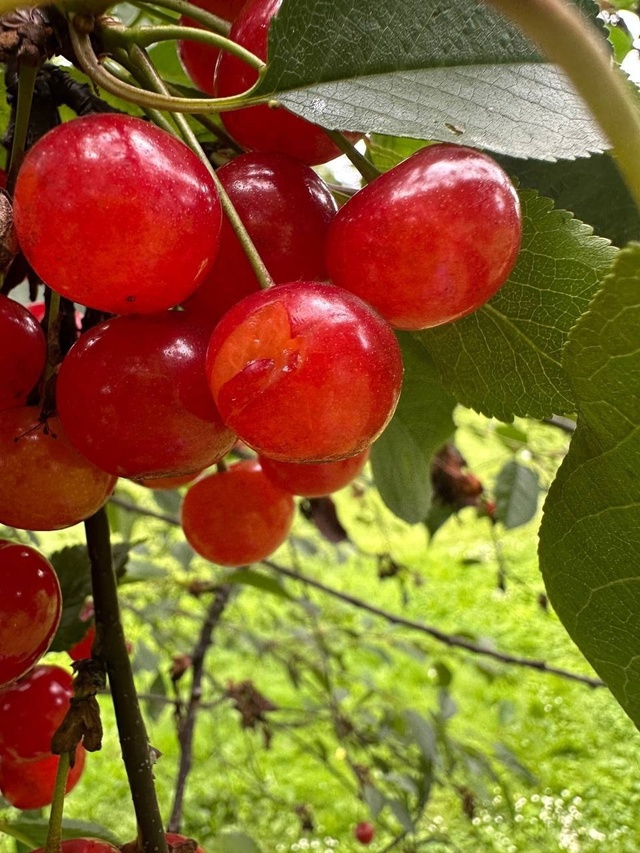 Сочные кадры из усадьбы Горки Ленинские ?