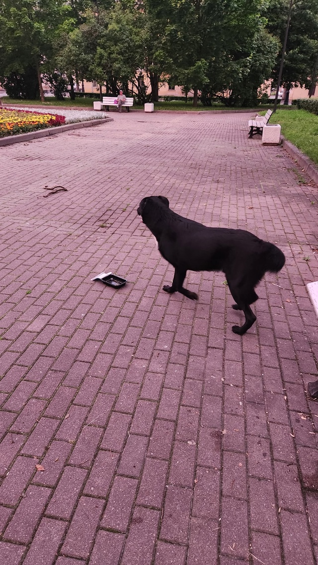 Бегает собака очень похоже, что домашняя в парке около ...