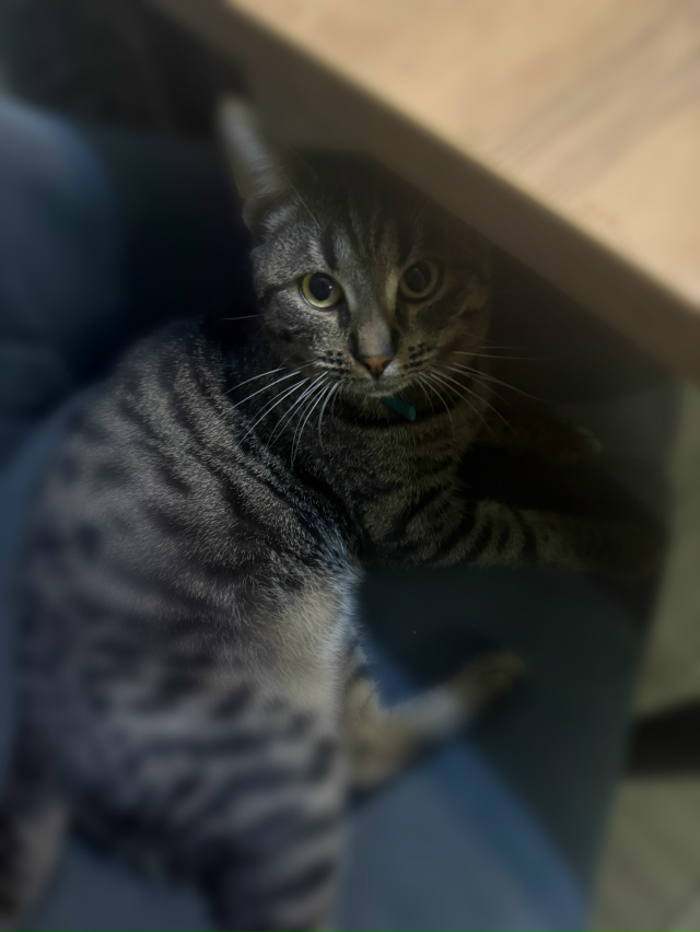 Здравствуйте, пропал кот . На нем был зеленый ошейник и ...