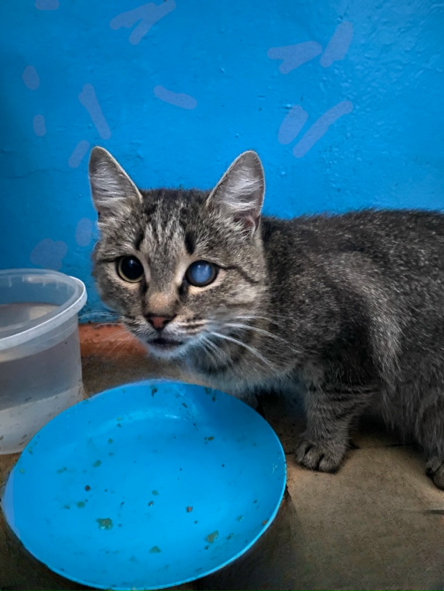 По домам по ул. Сурикова скитается бездомная кошка. Име...