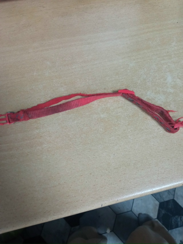 Нашли собаку, девочка, ещё щенок, была с ошеиникосн