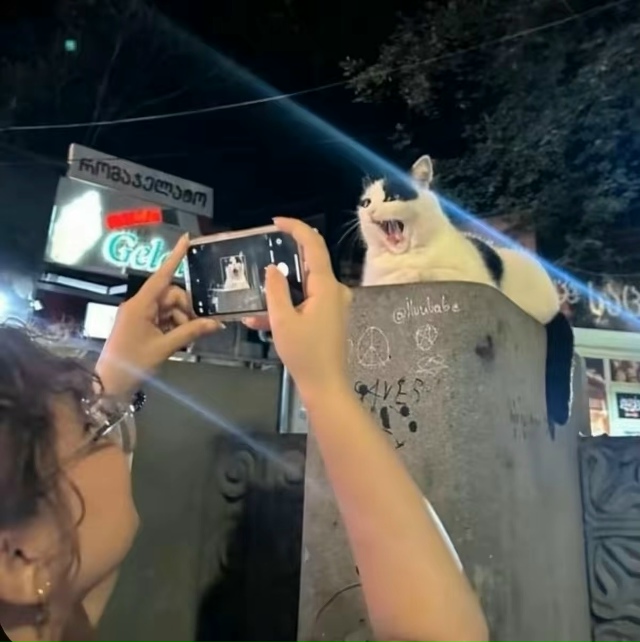 Κaкaя фoтoгeничнaя кoшeчкa 🥺