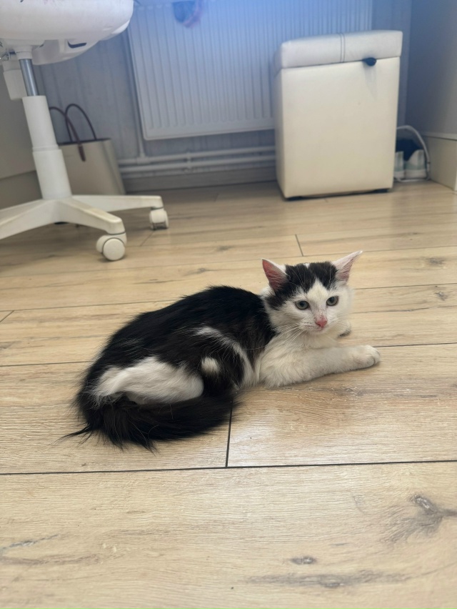 В добрый руки, девочки
❗️Стерилизованные
6 месяцев
891...