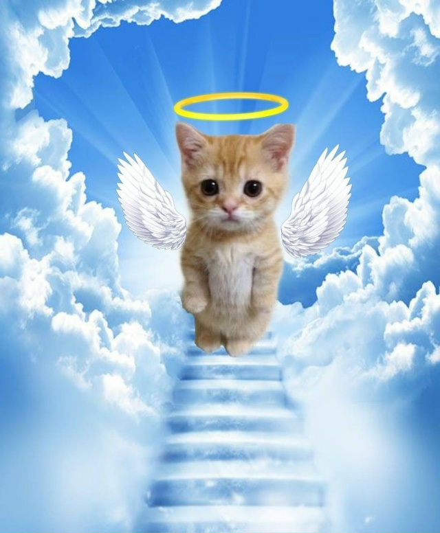 Рождённые 2, 6, 11 и 24 числа, считаются ангелами — заявляю...