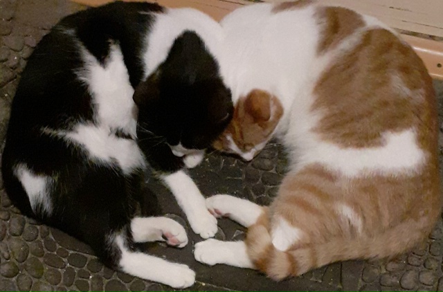 Сердечный привет)