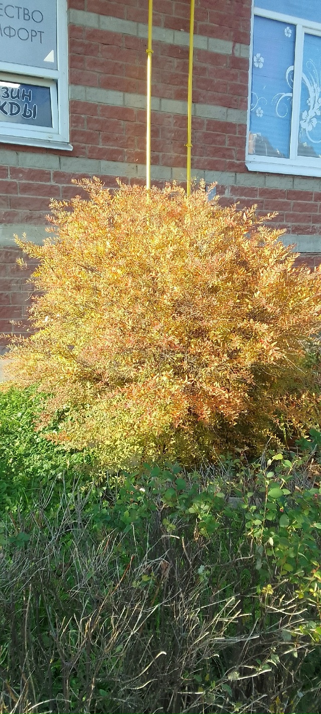 Осенние краски осени