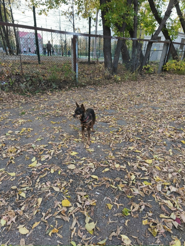 Не по теме, чей пёсель не первый день бегает в районе ли...