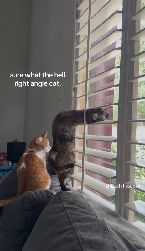 Коты - это жидкость