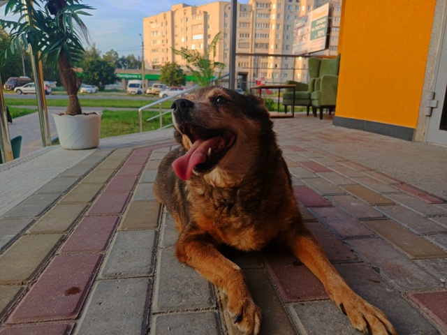 🥺 Пропала собака, зовут Дина
Живет в районе Руси, втор...