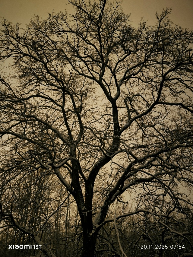 Кто узнает дереве, которому крупно повезло !????