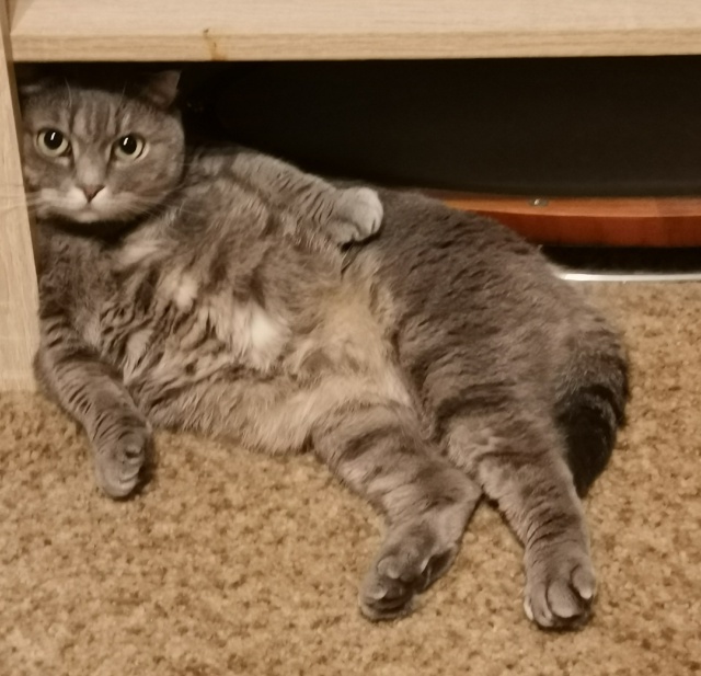 Кошечка Ласка отдыхает)))