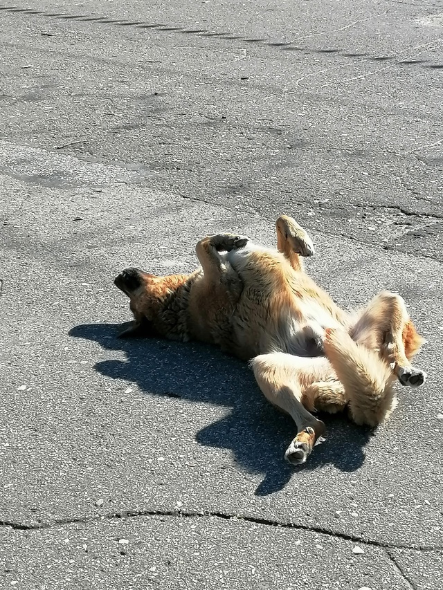 Ну вот, наконец-то потеплело🙏. Даже рыжик🐕радуется с...