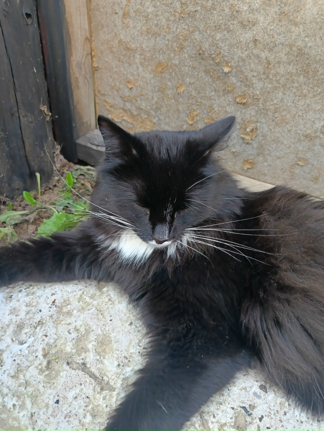 Потерялся кот в районе частного сектора на победе. Отк?...