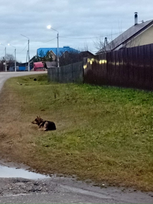 Вчера вечером,собака набросилась на меня, хорошо хоть ...