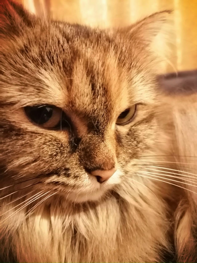 Мои кошечки