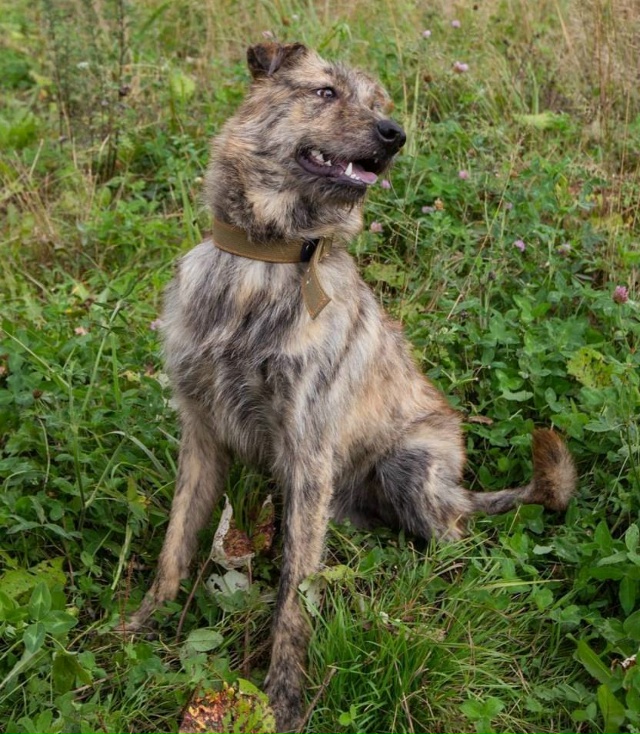 Срочно ищет дом или временную передержку с оплатой пе?...