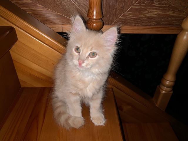 Моменты
Взросления Томасика