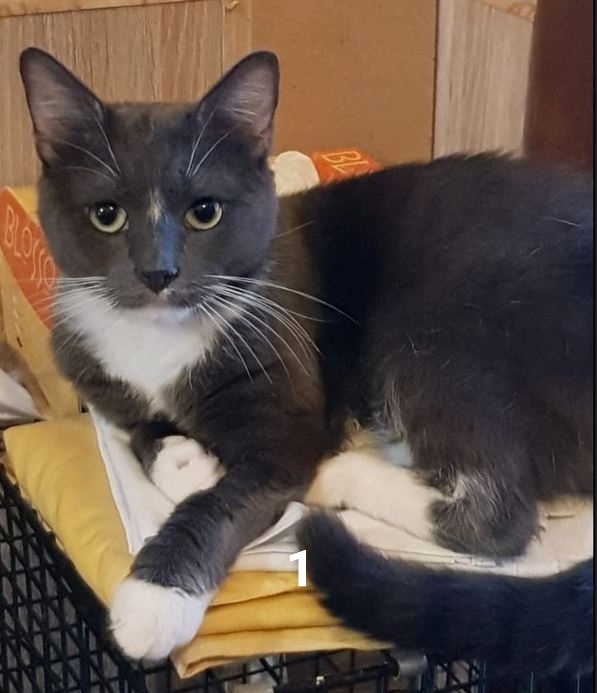 #ПотерялиНашлиПомогите
1 Пропал кот Тишка! ?
Дорогие ...