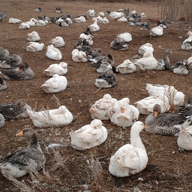 ☝️Продам на выбор настоящих живых гусей!
?2000 руб./шт.
...