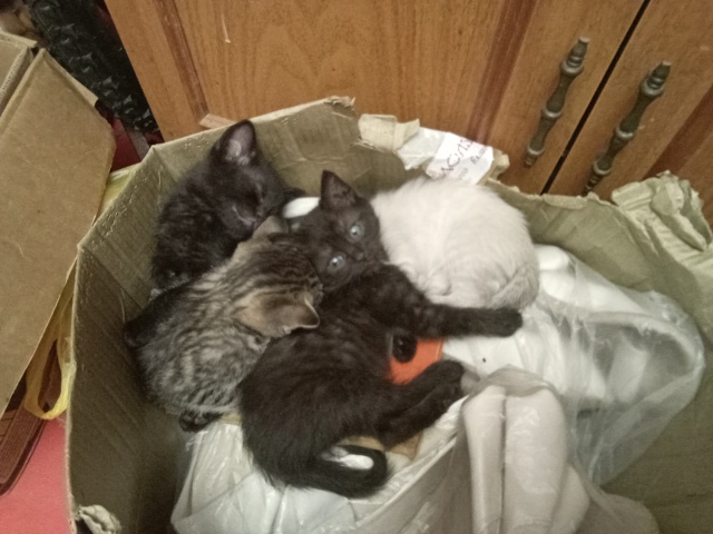 Здравствуйте. Отдам котят в добрые руки. 1 мальчик ,2 дев...