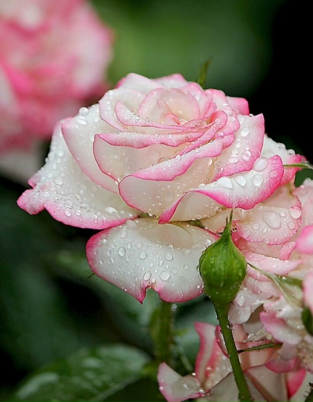 ‼️Отличная новость для садоводов г.Бузулук!
?? 1 Окт...