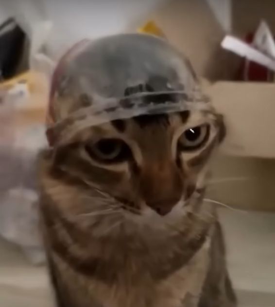 Настоящий мастер угодничества