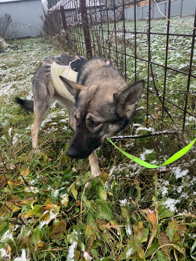 Ищет самого доброго человека собака Дуся 8 месяцев. Соб...