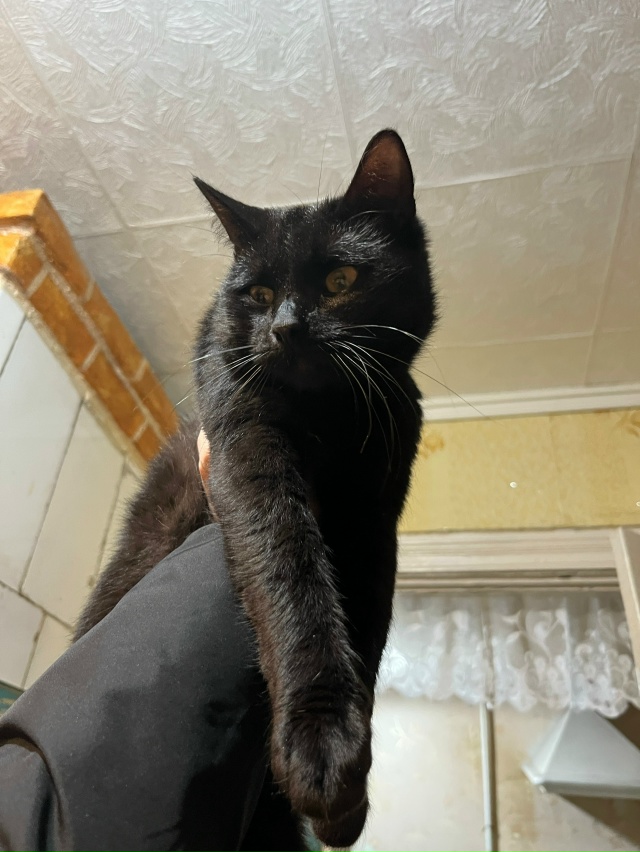 Прибился котик , ласковый , любит ручки , ходит в лоток, ?...