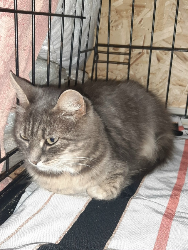 Продолжаем искать дом нашей подопечной.
Молодая кошеч...